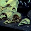 Skulls de piafs, (coll. D-GRRR)